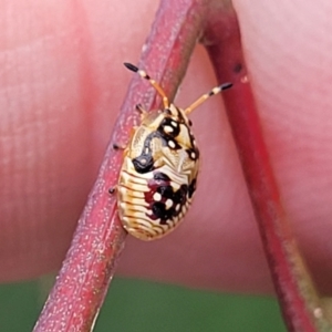 Anischys sp. (genus) at Bruce Ridge to Gossan Hill - 8 Nov 2023