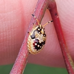 Anischys sp. (genus) at Bruce Ridge to Gossan Hill - 8 Nov 2023