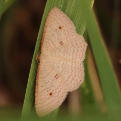 Epicyme rubropunctaria (Red-spotted Delicate) at Blue Gum Point to Attunga Bay - 3 Nov 2023 by ConBoekel