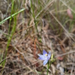 Thelymitra sp. (pauciflora complex) (Sun Orchid) at QPRC LGA - 8 Nov 2023 by clarehoneydove