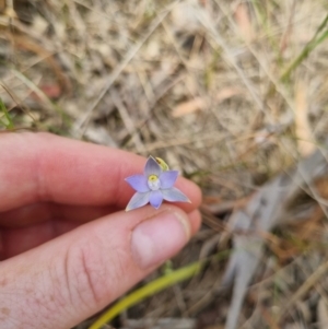 Thelymitra sp. (pauciflora complex) at QPRC LGA - suppressed