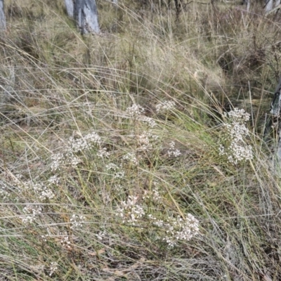 Comesperma ericinum (Heath Milkwort) at QPRC LGA - 8 Nov 2023 by clarehoneydove