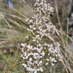 Comesperma ericinum at QPRC LGA - 8 Nov 2023