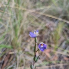 Thelymitra brevifolia (Short-leaf Sun Orchid) at QPRC LGA - 8 Nov 2023 by clarehoneydove