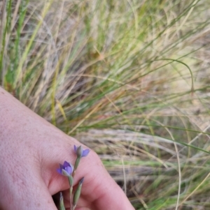 Thelymitra brevifolia at QPRC LGA - 8 Nov 2023