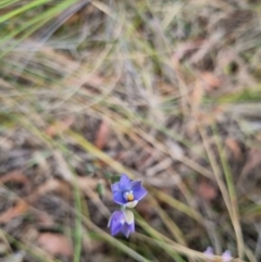 Thelymitra brevifolia at QPRC LGA - 8 Nov 2023