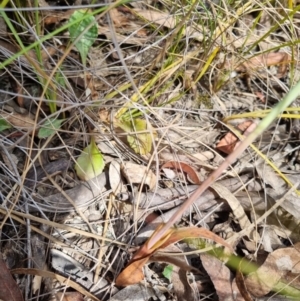 Thelymitra brevifolia at QPRC LGA - 8 Nov 2023