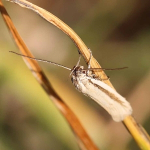 Philobota pilipes at Lake Burley Griffin West - 3 Nov 2023