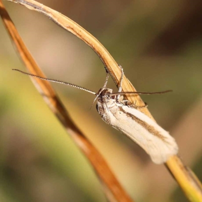 Philobota pilipes (A concealer moth) at Blue Gum Point to Attunga Bay - 3 Nov 2023 by ConBoekel