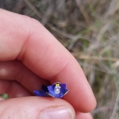 Thelymitra peniculata (Blue Star Sun-orchid) at QPRC LGA - 8 Nov 2023 by clarehoneydove