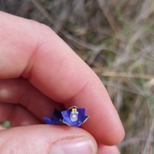 Thelymitra peniculata at QPRC LGA - 8 Nov 2023