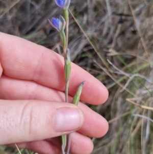 Thelymitra peniculata at QPRC LGA - 8 Nov 2023