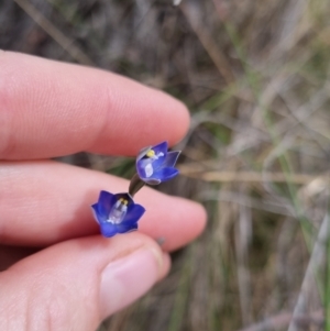 Thelymitra peniculata at QPRC LGA - 8 Nov 2023