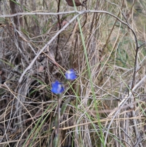 Thelymitra peniculata at QPRC LGA - 8 Nov 2023