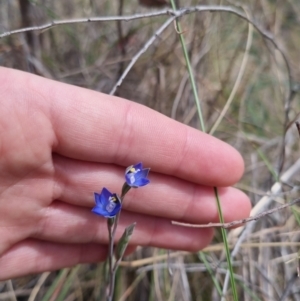 Thelymitra peniculata at QPRC LGA - 8 Nov 2023