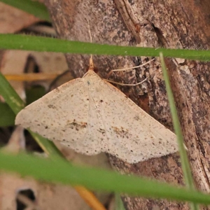 Taxeotis stereospila at Lake Burley Griffin West - 3 Nov 2023