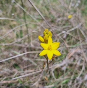 Bulbine bulbosa at QPRC LGA - 8 Nov 2023