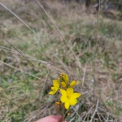 Bulbine bulbosa at QPRC LGA - 8 Nov 2023