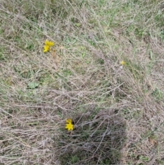 Bulbine bulbosa at QPRC LGA - 8 Nov 2023