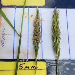 Anthoxanthum odoratum (Sweet Vernal Grass) at Cotter River, ACT - 8 Nov 2023 by Steve818