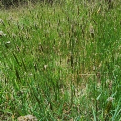 Anthoxanthum odoratum at Namadgi National Park - 8 Nov 2023