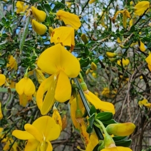 Cytisus scoparius subsp. scoparius at Namadgi National Park - 8 Nov 2023