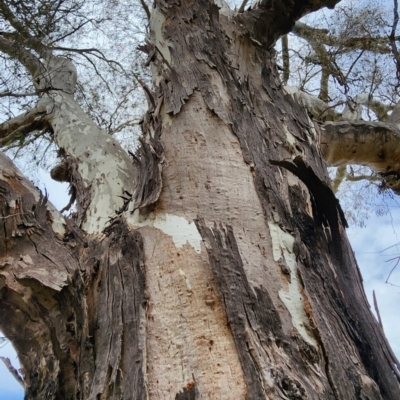 Eucalyptus dalrympleana subsp. dalrympleana (Mountain Gum) at Namadgi National Park - 8 Nov 2023 by Steve818
