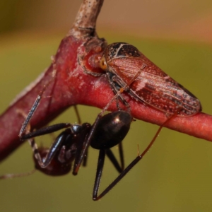 Katipo signoreti at Blue Gum Point to Attunga Bay - 3 Nov 2023 01:23 PM