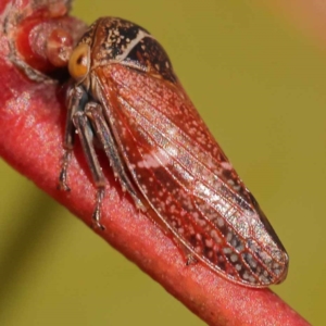 Katipo signoreti at Blue Gum Point to Attunga Bay - 3 Nov 2023 01:23 PM