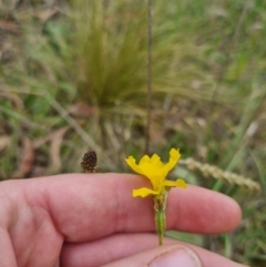 Goodenia pinnatifida (Scrambled Eggs) at QPRC LGA - 8 Nov 2023 by clarehoneydove