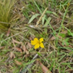 Goodenia pinnatifida at QPRC LGA - suppressed