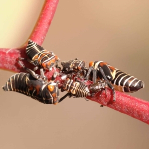 Eurymeloides pulchra at Blue Gum Point to Attunga Bay - 3 Nov 2023 12:52 PM