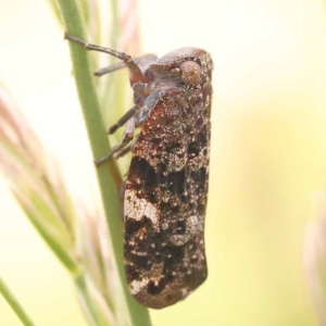 Platybrachys sp. (genus) at Blue Gum Point to Attunga Bay - 3 Nov 2023