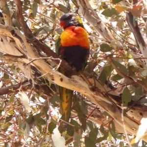 Trichoglossus moluccanus at Lake Burley Griffin West - 3 Nov 2023