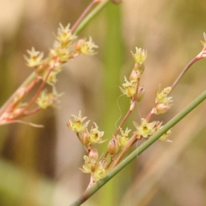 Juncus subsecundus at Lake Burley Griffin West - 3 Nov 2023 12:42 PM