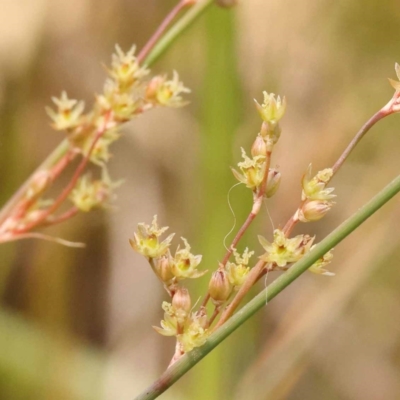 Juncus subsecundus (Finger Rush) at Blue Gum Point to Attunga Bay - 3 Nov 2023 by ConBoekel