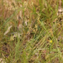 Juncus subsecundus at Lake Burley Griffin West - 3 Nov 2023 12:42 PM