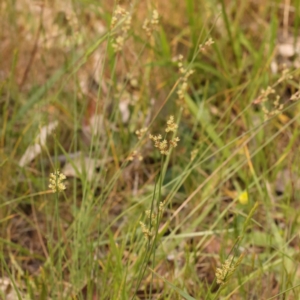 Juncus subsecundus at Lake Burley Griffin West - 3 Nov 2023 12:42 PM