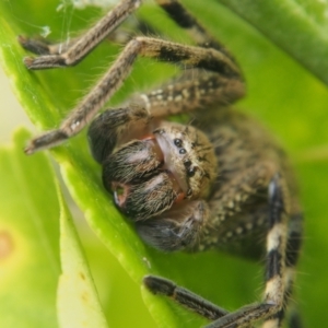 Neosparassus calligaster at Chapman, ACT - 30 Oct 2023