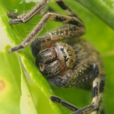 Neosparassus calligaster (Beautiful Badge Huntsman) at Chapman, ACT - 30 Oct 2023 by BarrieR