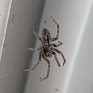 Badumna sp. (genus) at Aranda, ACT - 8 Nov 2023