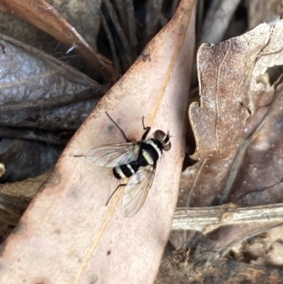 Trigonospila sp. (genus) (A Bristle Fly) at Aranda, ACT - 8 Nov 2023 by Jubeyjubes