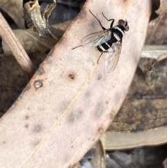 Trigonospila sp. (genus) at Aranda, ACT - 8 Nov 2023