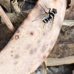 Trigonospila sp. (genus) at Aranda, ACT - 8 Nov 2023