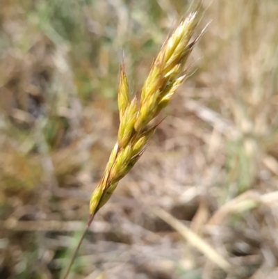 Bromus hordeaceus (A Soft Brome) at Nicholls, ACT - 6 Nov 2023 by WalkYonder