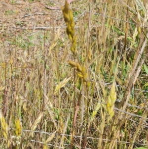 Bromus hordeaceus at Nicholls, ACT - 6 Nov 2023