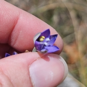 Thelymitra peniculata at QPRC LGA - 8 Nov 2023