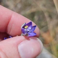 Thelymitra peniculata at QPRC LGA - 8 Nov 2023