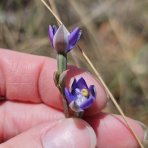 Thelymitra peniculata at QPRC LGA - 8 Nov 2023