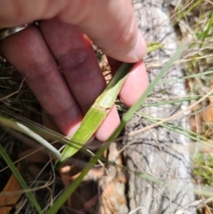 Thelymitra peniculata at QPRC LGA - 8 Nov 2023